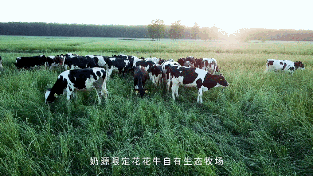 榮譽(yù) | “百家牛場青貯質(zhì)量評鑒活動”花花牛新蔡瑞亞牧業(yè)、河南合源乳業(yè)分別榮獲一、三等獎