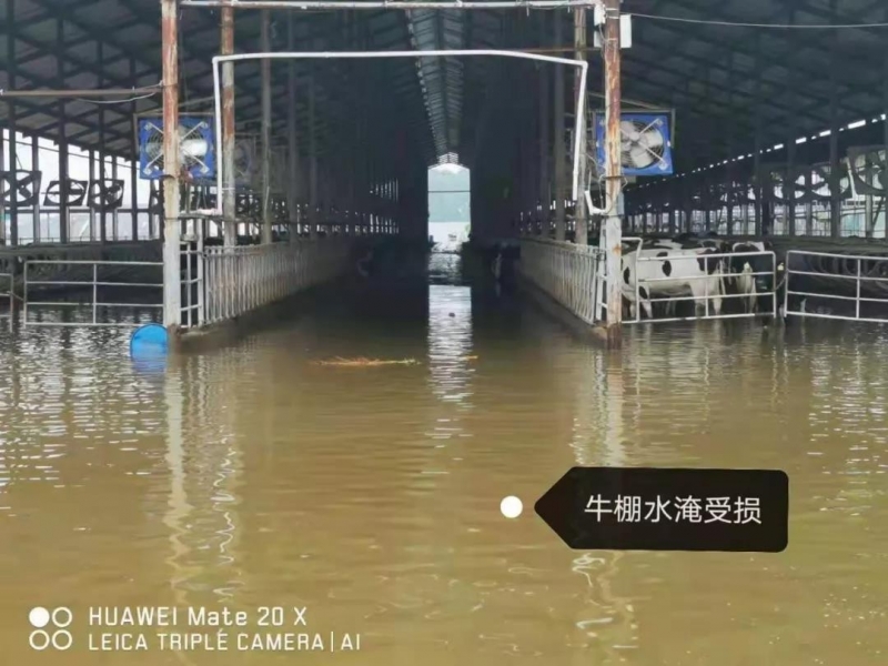【乳報(bào)·聚焦】“豫”難而上的中原牛人“太中了”！